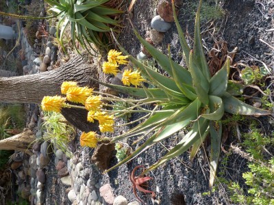 Aloe elegans.JPG