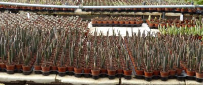 Aloe suzannae Anzucht.JPG