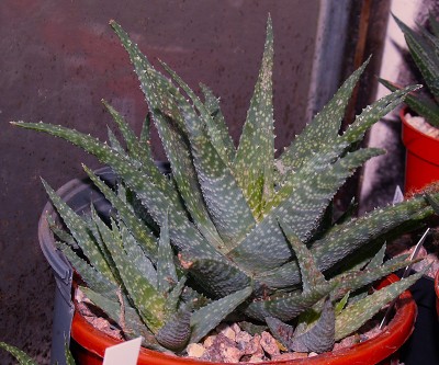 Aloe (-Hybride)