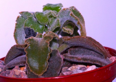 Jungpflanze, ca. 4cm hoch