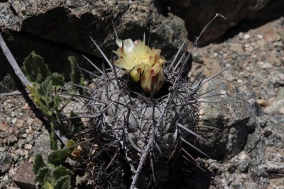 Cop02_decorticans_50_1362-a_atacamensis.jpg