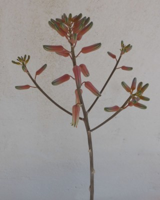 Aloe montis nabro, Blüte.JPG