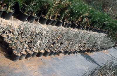 Ceropegia fusca, Gärtnerei Gran Canaria.jpg