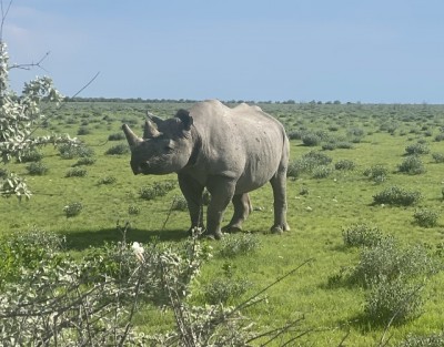 IMG_6413 Nashorn.jpg