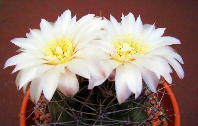 Gymnocalycium 1998-1 (4).JPG