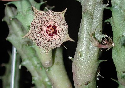 Huernia mccoyi Tom Mccoy 2284 Typstandort 4.jpg