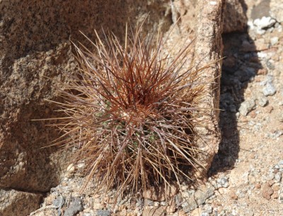 Cop10_rupestris_13_9372-a.jpg