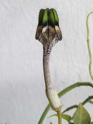 san hybri-3451.jpg (53.83 KiB) 9170 mal betrachtet x mosambiquensis ?