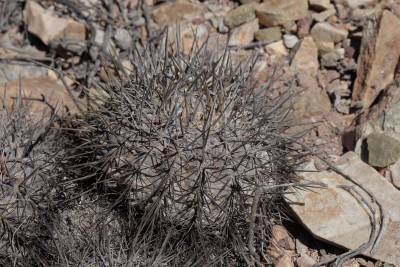 Copiapoa aphanes