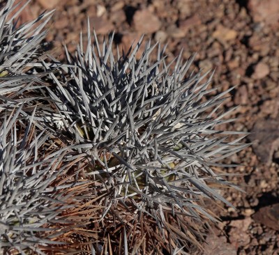Cop11_desertorum_35_2341-axxx.jpg