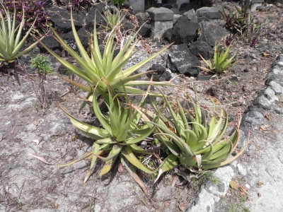 Aloe tormentorii (2).jpg