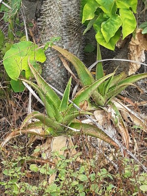 Aloe tormentorii.jpg