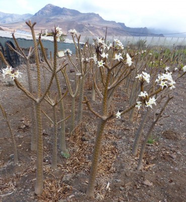 Pachypodium rutenbergianum (4).JPG