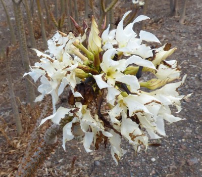 Pachypodium rutenbergianum , Blüten (2).JPG