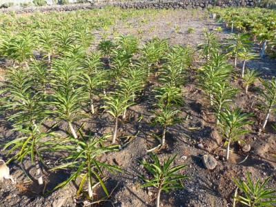 Pachypodium rutenbergianum (6).JPG