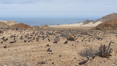 Cop13_las m_00_1931_20241122_124427-yyy.jpg