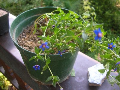 anagallis.blau.jpg