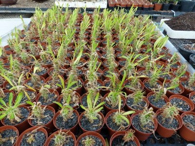 Pachypodium ambogense (800x600).jpg