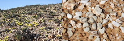 Foto Michael Pinter.jpg