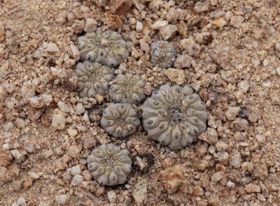Cop15_guanillos_33_0395-a.jpg