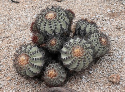 Cop15_guanillos_63_0583-a.jpg