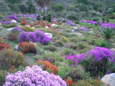 53,SA,Kirstenbosch.JPG