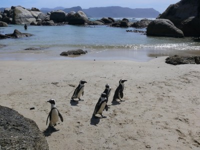 82,SA,Pinguine bei Simonstown.jpg