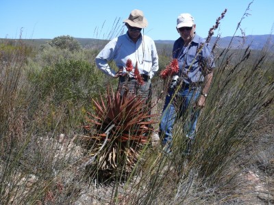 382,SA,Aloe lineataxcomptonii.jpg