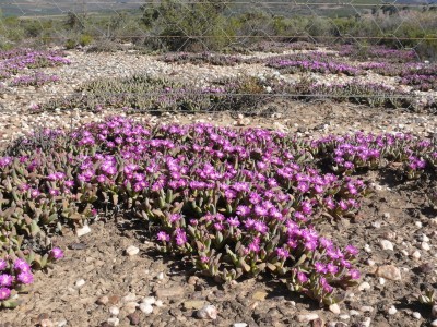 415,SA,Gibbaeum.jpg