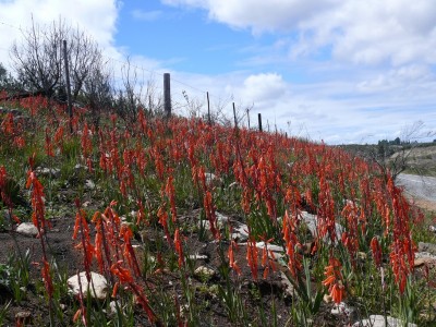 556,SA,Watsonia aletroides.jpg