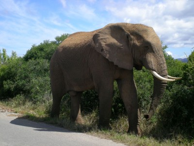 732,SA,Elephant.JPG