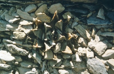 Ariocarpus scaphorostrus, Rayonestal.jpg