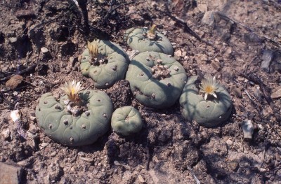 Lophophora diffusa  mit Blüten.jpg