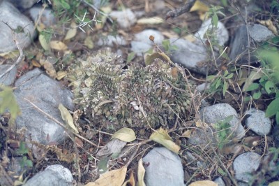 Obregonia denegrii Cristate.jpg