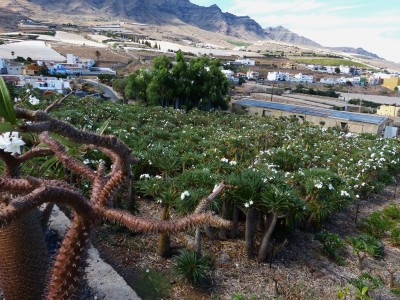 Pachypodium lamerei Finca.jpg