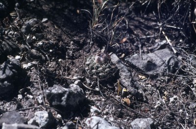 Turbinicarpus lauii.jpg