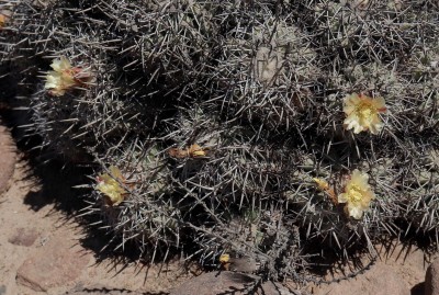 Cop23_vallenarensis_11_4014-a.jpg