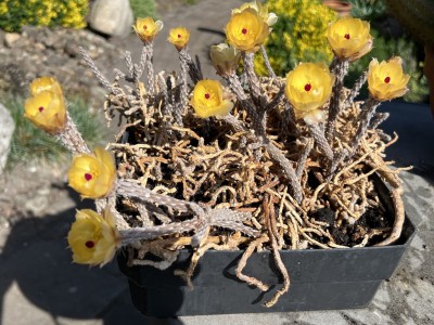 IMG_6322 Kopie.jpeg (532.99 KiB) 4185 mal betrachtet Pterocactus kuntzei