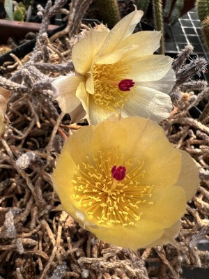 Pterocactus kuntzei