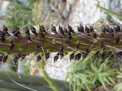 Agave filifera v. multifilifera, Früchte.JPG
