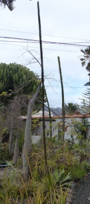 Agave filifera v multifilifera.JPG