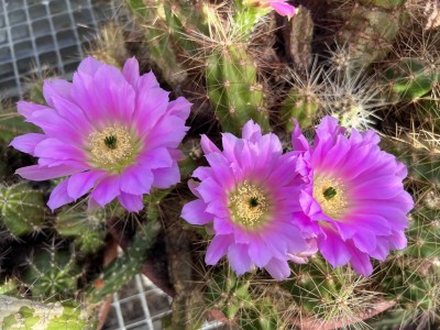Echinocereus cineracens