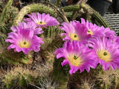 Echinocereus cineracens