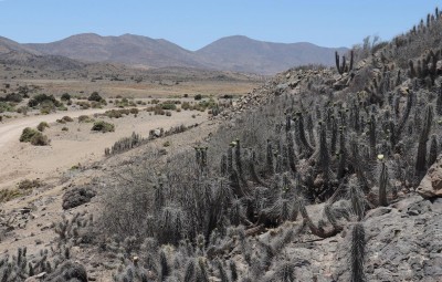 Cop24_echinoides_05_6179-a.jpg