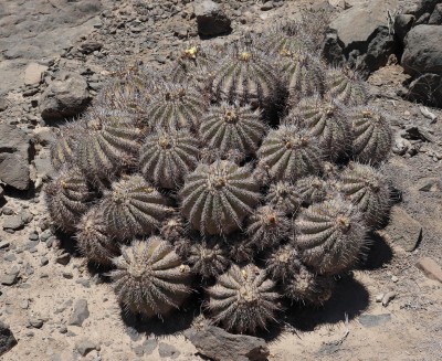 Cop24_echinoides_11_6095-aa.jpg