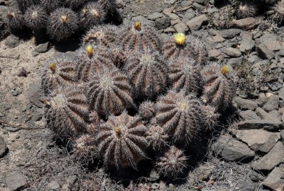 Cop24_echinoides_13_6133-a.jpg