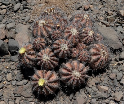 Cop24_echinoides_15_6238-a.jpg