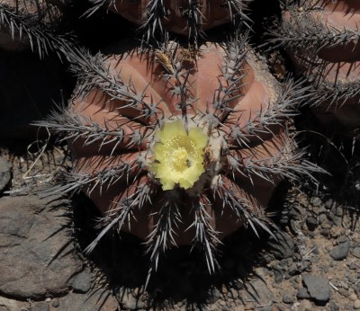 Cop24_echinoides_20_6242-a.jpg