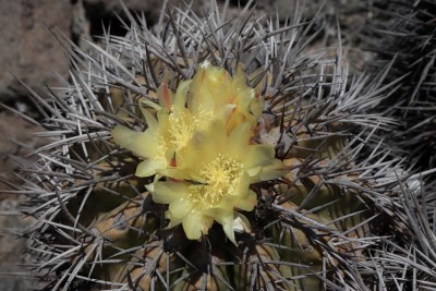 Cop24_echinoides_22_6157-a.jpg