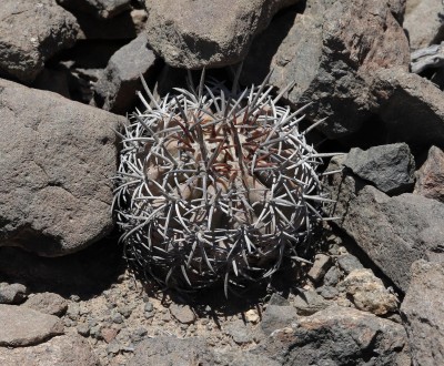Cop24_echinoides_25_6187-a.jpg